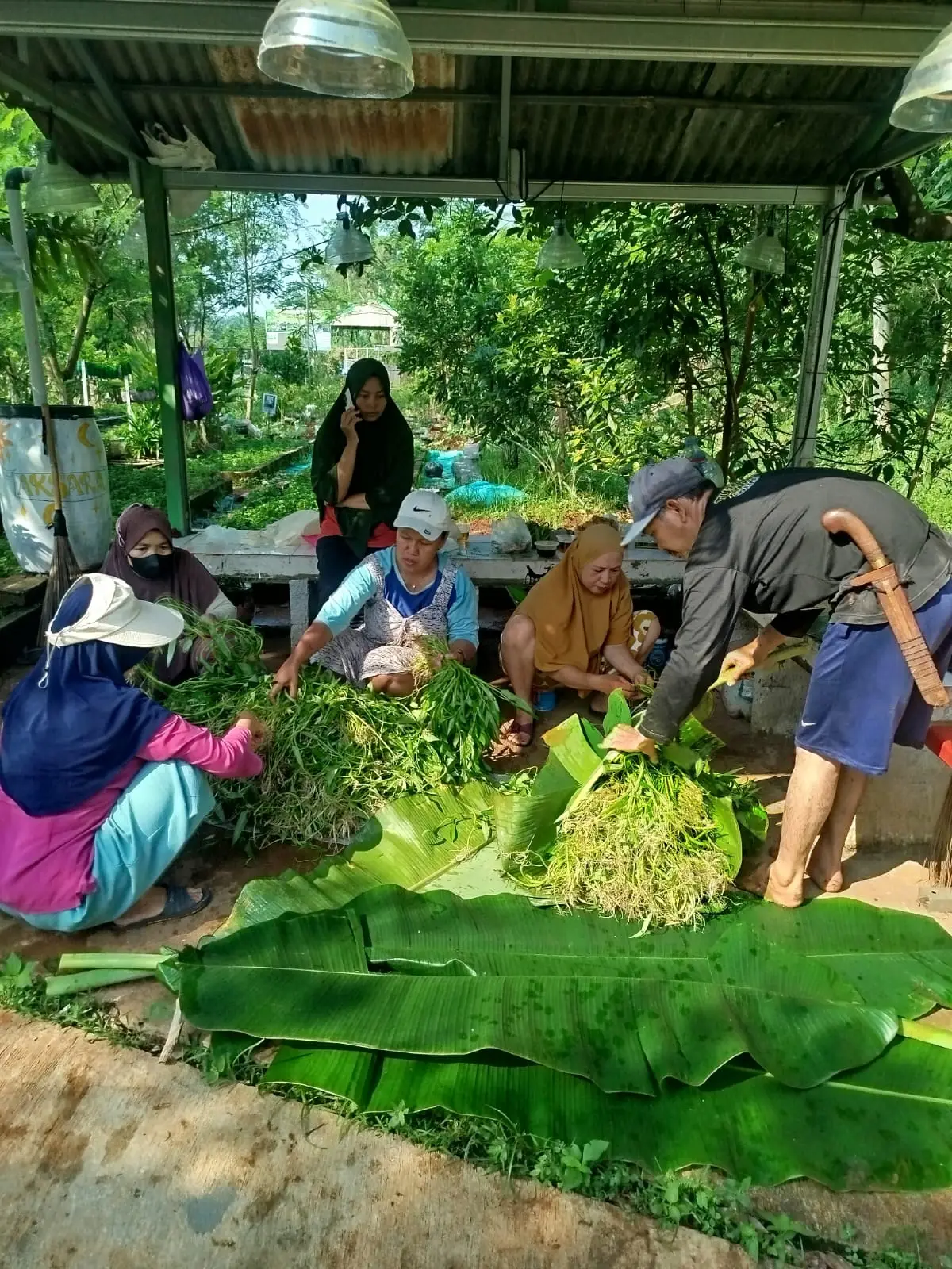 Panen Kangkung KWT Angsana Pengasinan, Wujud Ketahanan Pangan dan Pemberdayaan Perempuan