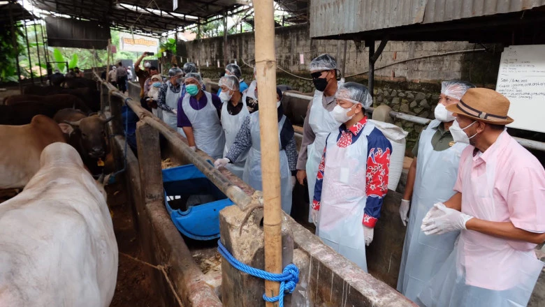 Sekda Depok Pastikan Kondisi Hewan Kurban Sehat dan Aman Dikonsumsi