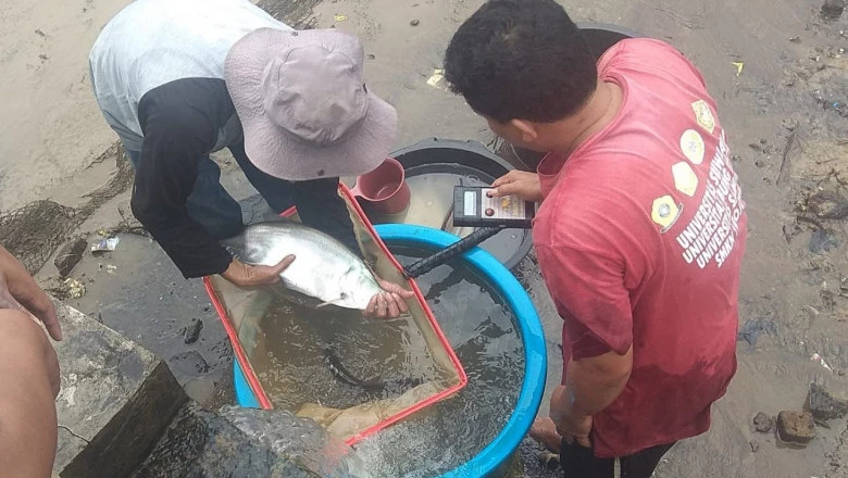 Tahun Ini, DKP3 Depok Kembangkan Komoditas Ikan Lokal