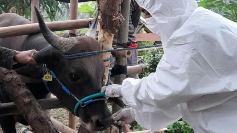 Jelang Iduladha, DKP3 Depok Ikut Awasi Lalu Lintas Hewan Kurban