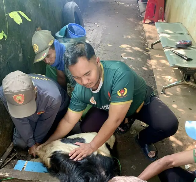 Lurah Tugu Lakukan Pemantauan Pemotongan dan Distribusi Hewan Kurban, Pastikan Kondusif