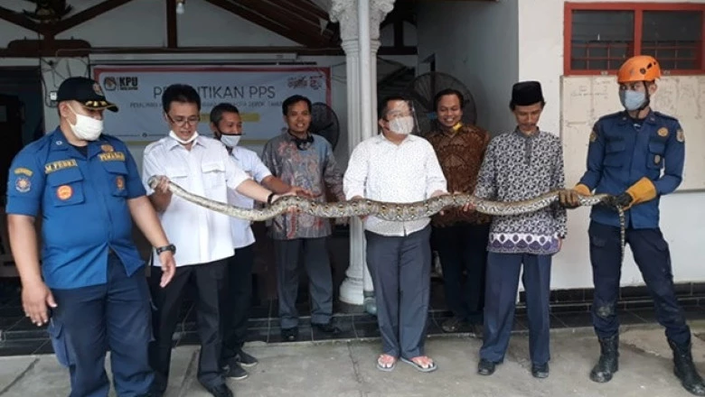 Damkar Berhasil Evakuasi Ular Sanca Batik di Kantor KPU Depok