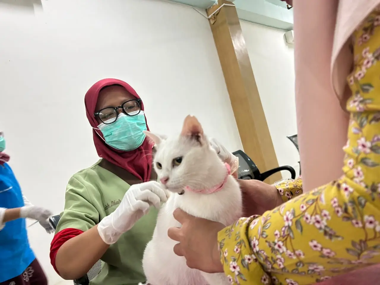 Sterilisasi Kucing Gratis Pemkot Depok, Ringankan Beban Pemilik Hewan