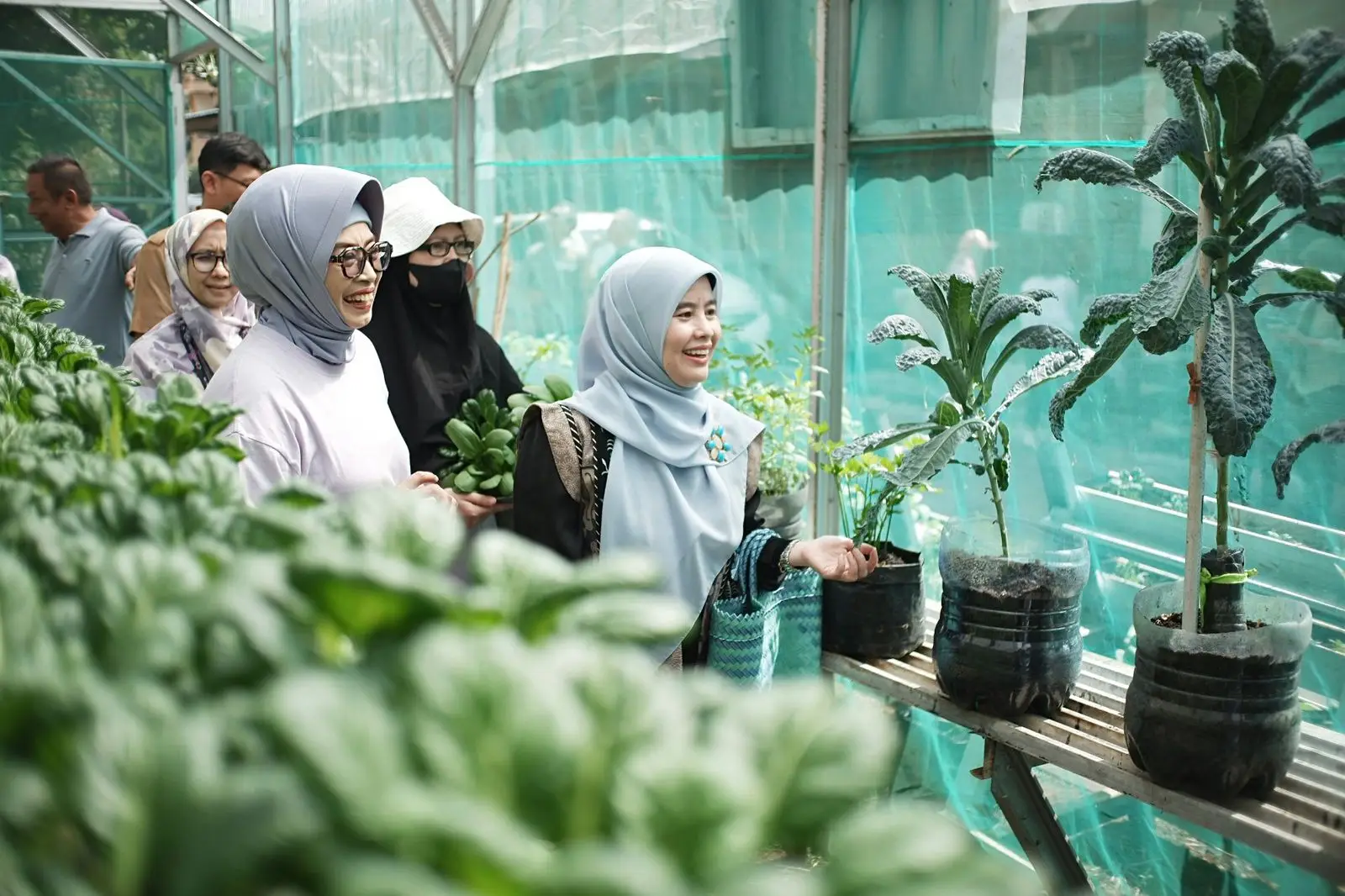 Kunjungi Kebun KWT Mutiara Bersinar, Cing Ikah Panen Pokcoy Hidroponik