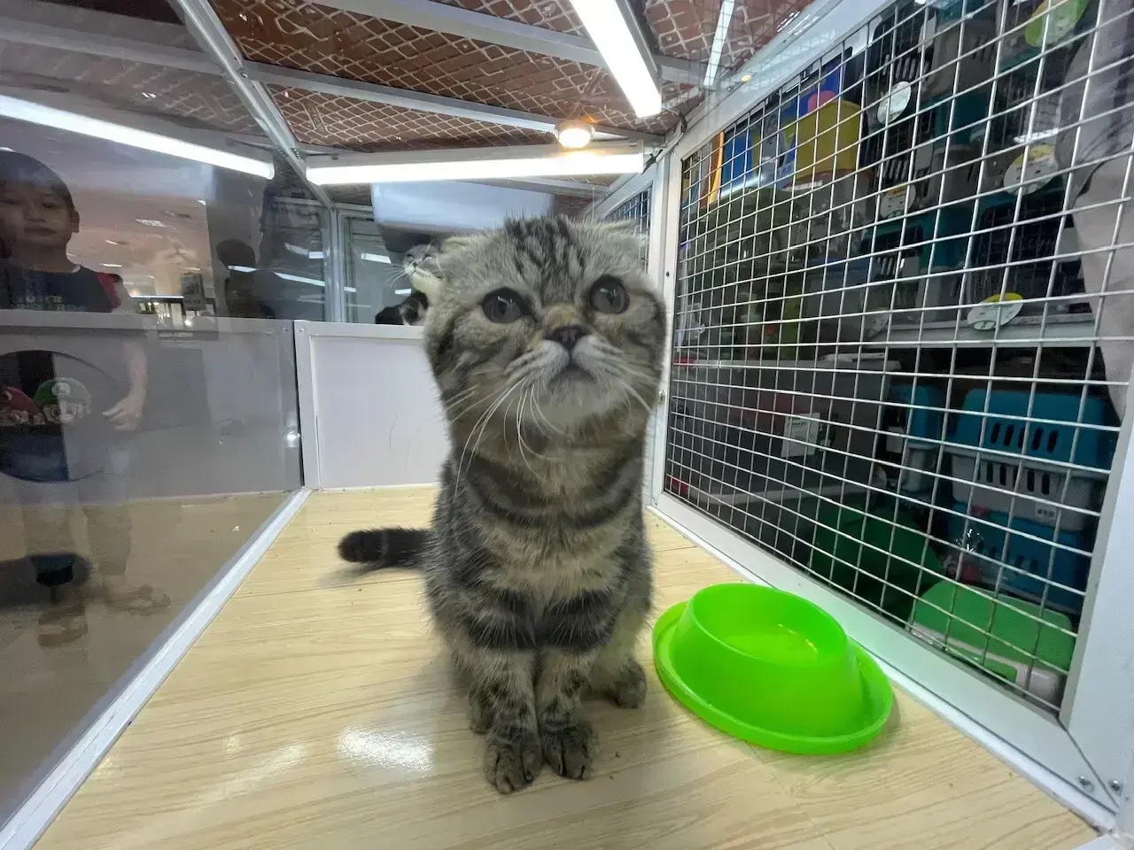 DKP3 Depok Buka Layanan Sterilisasi Kucing Domestik Gratis untuk Januari 2026, Daftar Disini!