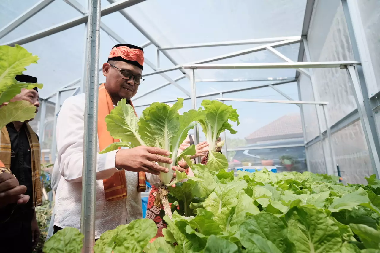 Bang Imam Panen Buah dan Sayur di Sukamaju Farm