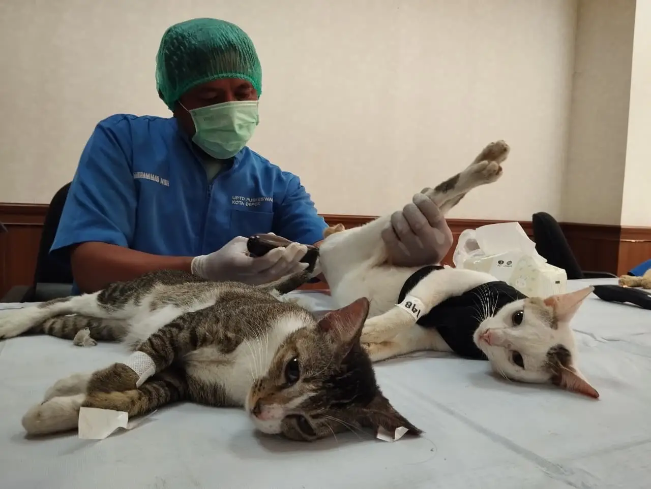 Semarakkan HUT Ke-80 RI, DKP3 Depok Gelar Sterilisasi Kucing Gratis