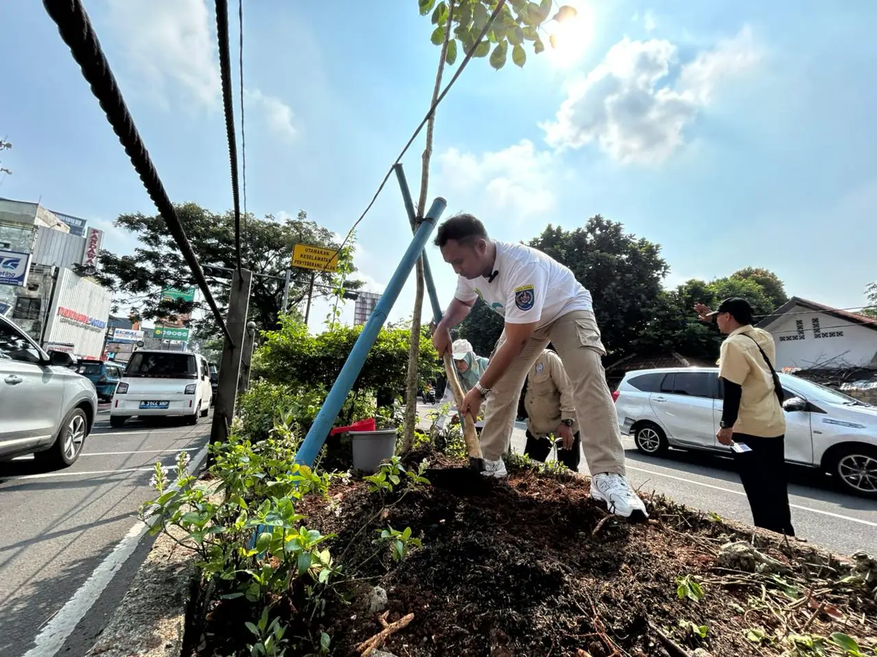 Hias Kota, DLHK Depok Tanam Pohon Tabebuya di Taman Separator Jalan Margonda Raya