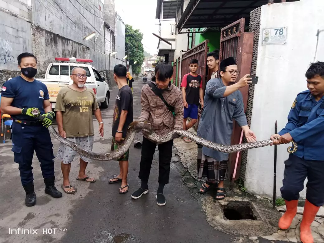 Damkar Depok Amankan Ular Sanca Empat Meter di Cimanggis