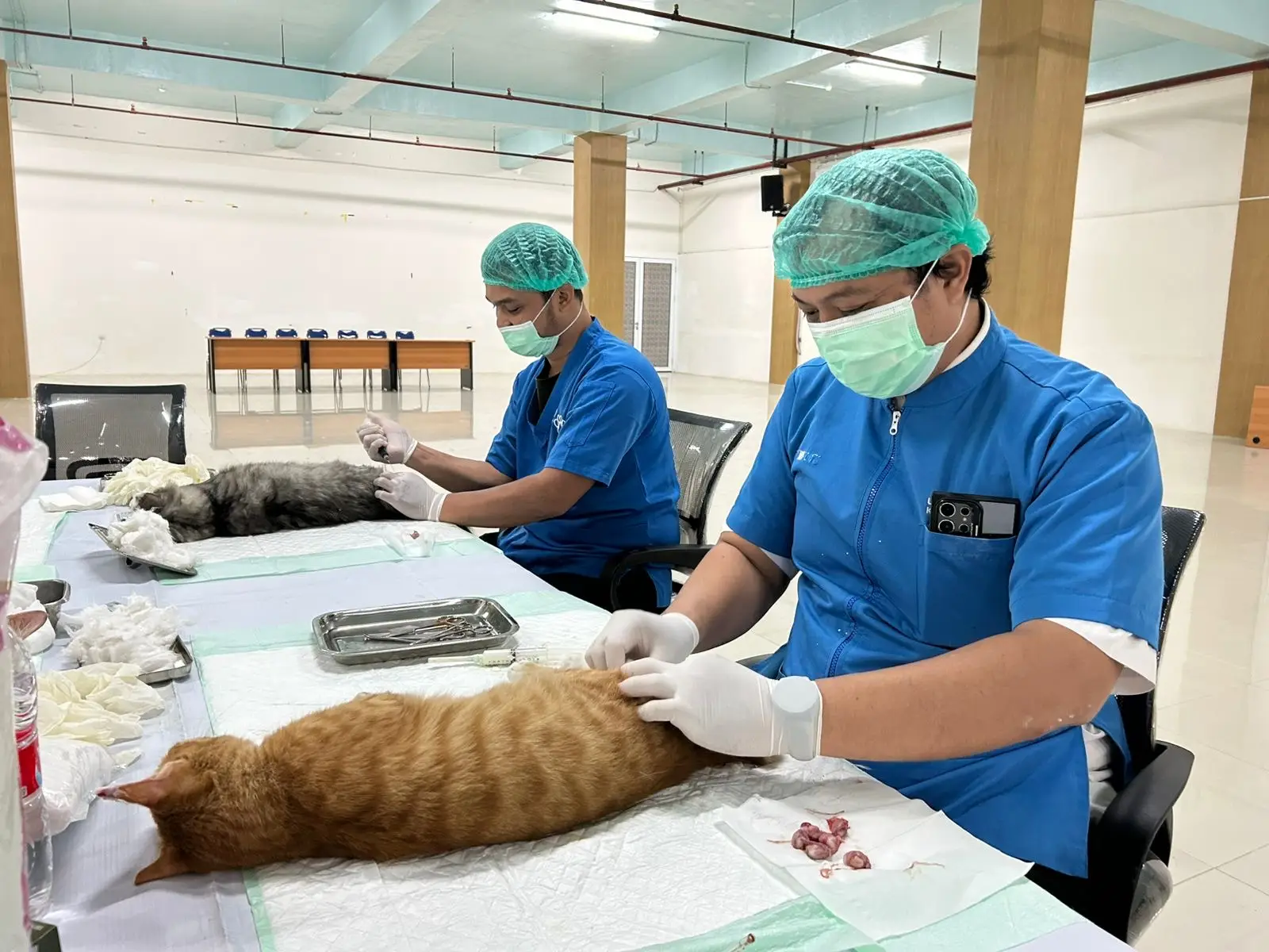 HUT ke-27 Depok, 45 Kucing Jantan Disterilisasi DKP3 di Hari Pertama