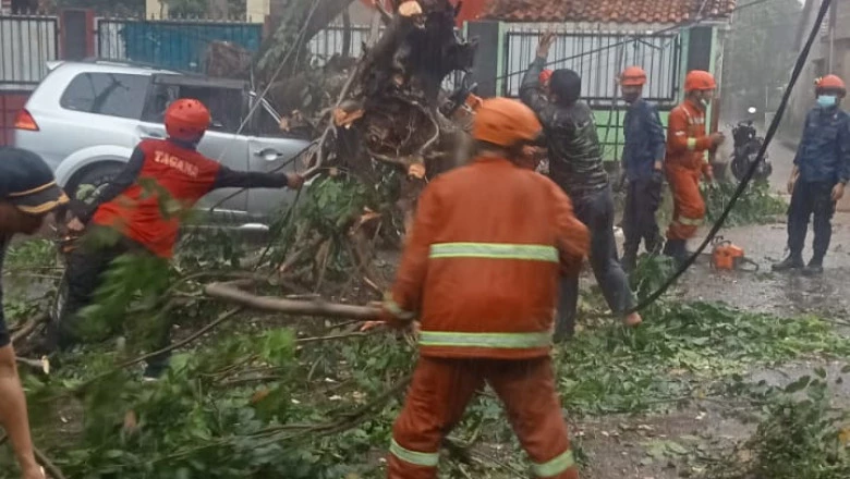 Satgas DLHK Tangani Pohon Tumbang Pasca Hujan Lebat
