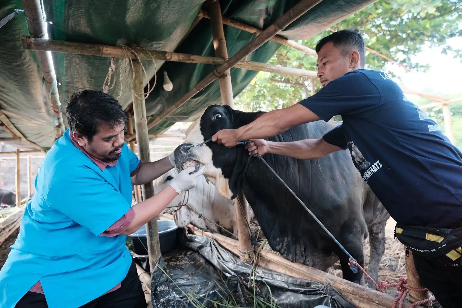 DKP3 Depok Tinjau 296 Lapak Hewan Kurban