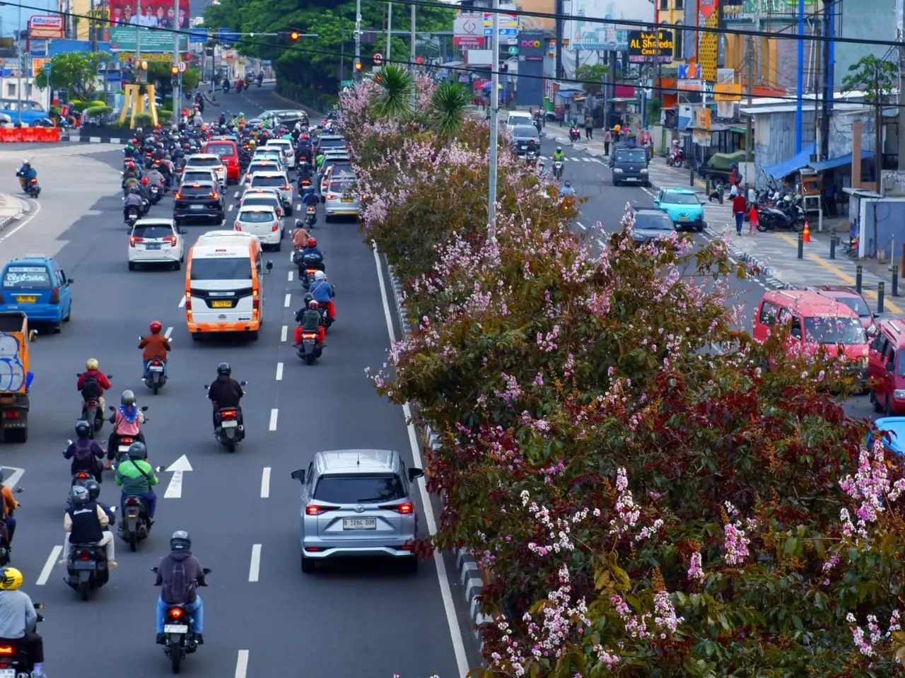 Mekar Menawan, Bunga Bungur Hiasi Jalan Margonda Raya