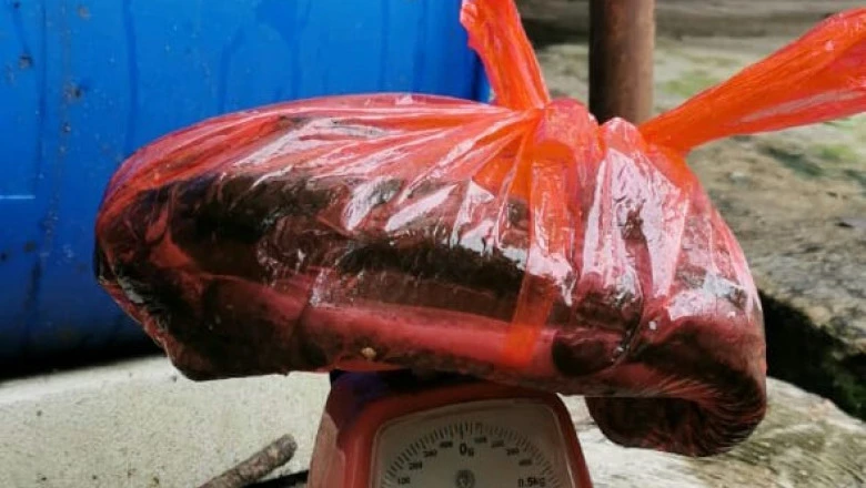 Kelompok Pembudidaya Lele Sangkuriang di Sukatani Hasilkan Omzet Rp 460 Ribu per Pekan