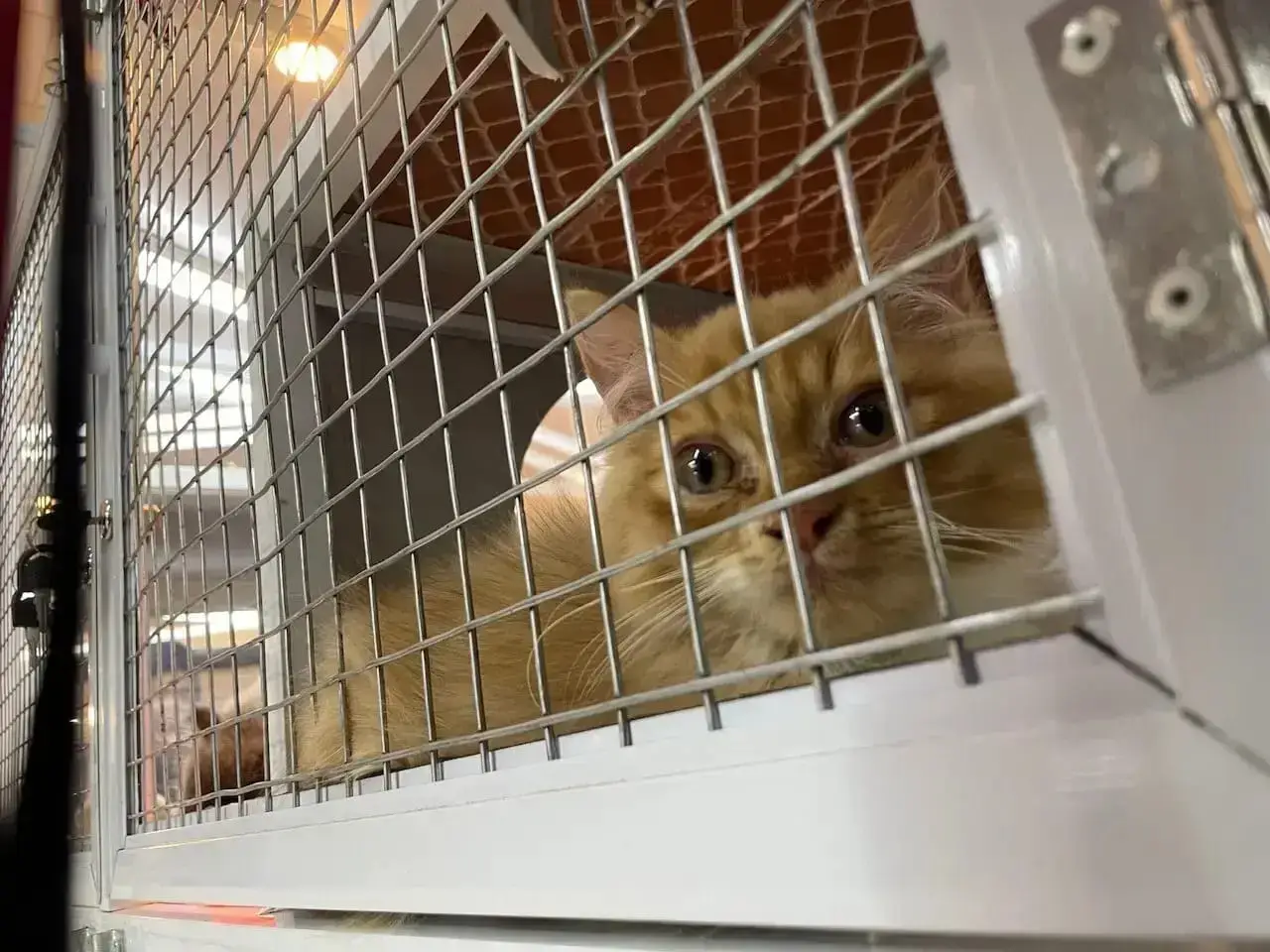 Hewan Peliharaan Ditinggal Mudik? Ini Tips Memilih Jasa Pet Hotel untuk Anabul