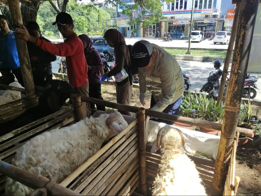 Hasil Pemeriksaan DKPP Jabar: Hewan Kurban di Depok Sehat dan Aman