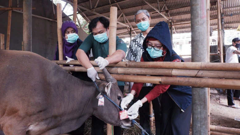 DKPPP Depok Pastikan Daging Hewan Kurban dalam Kondisi Baik