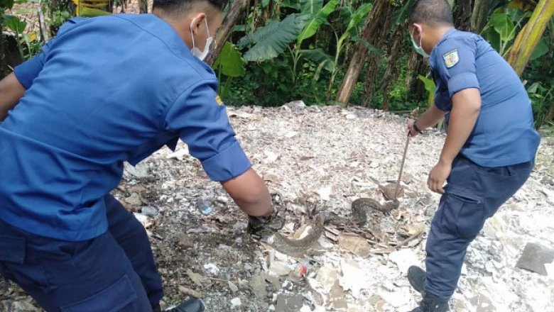 Selama Sepuluh Bulan, Damkar Depok Berhasil Evakuasi 120 Ular dari Pemukiman Warga