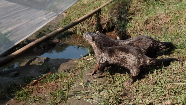 Tiga Ekor Berang-Berang Dilepasliarkan di Sungai Ciliwung
