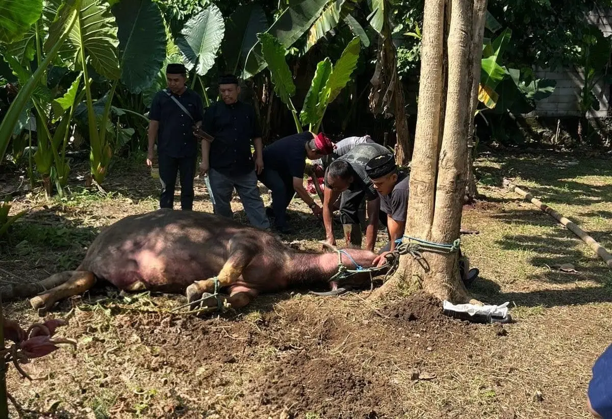 Kebo Andil dan Ngaduk Dodol, Warisan Tradisi Kebersamaan Warga Depok