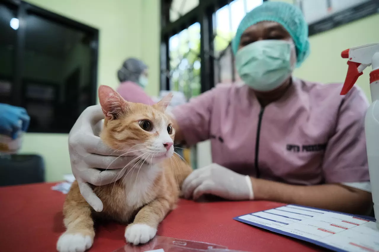 Peringati World Rabies Day, DKP3 Depok Gelar Vaksinasi Rabies Gratis