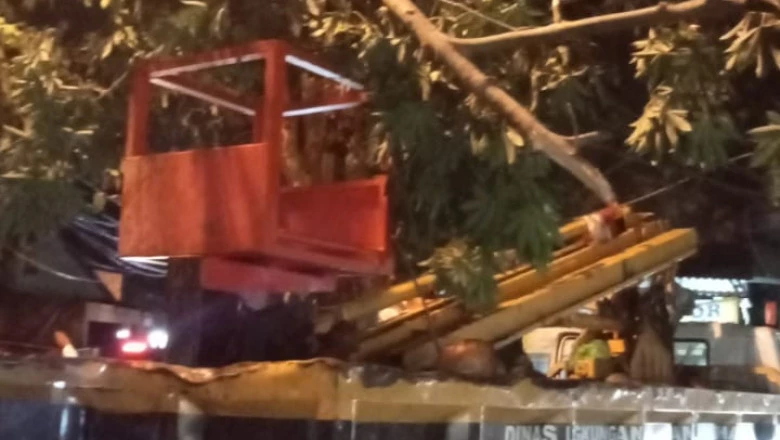DLHK Petakan 42 Titik Pohon Tumbang