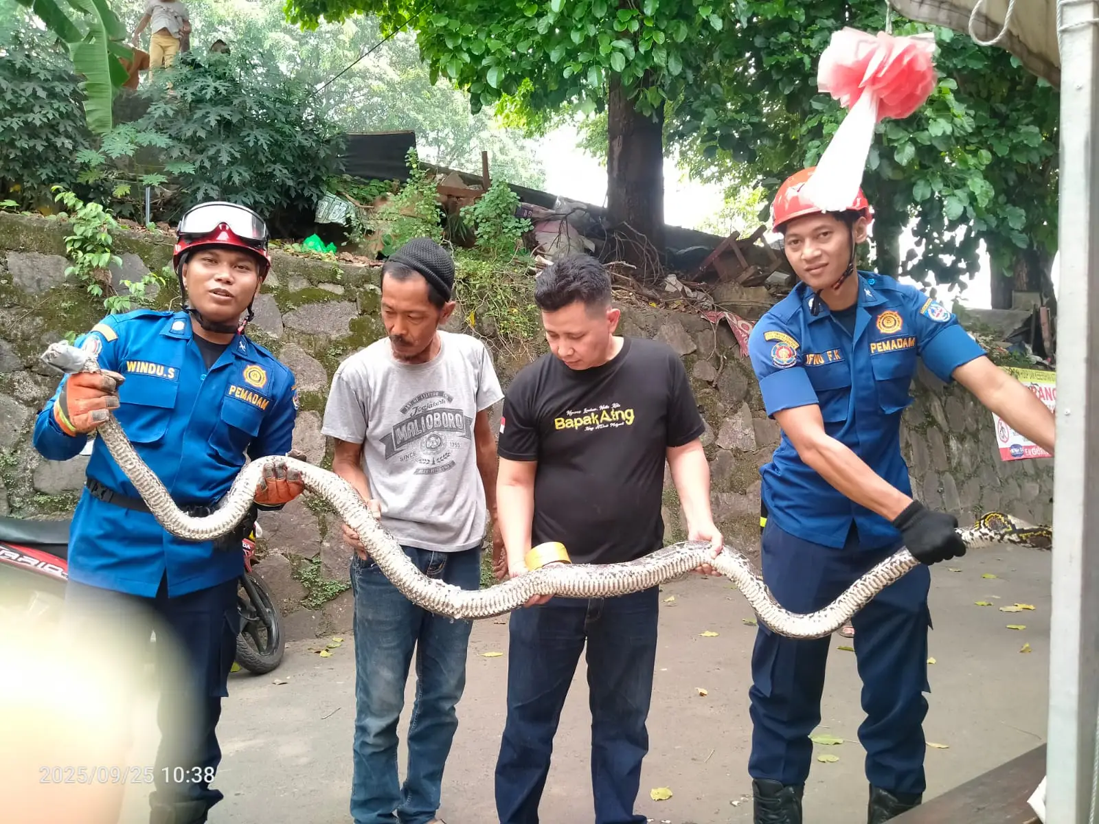 Petugas Damkar Depok Jadi Pahlawan, Jinakkan Ular Sanca di Permukiman