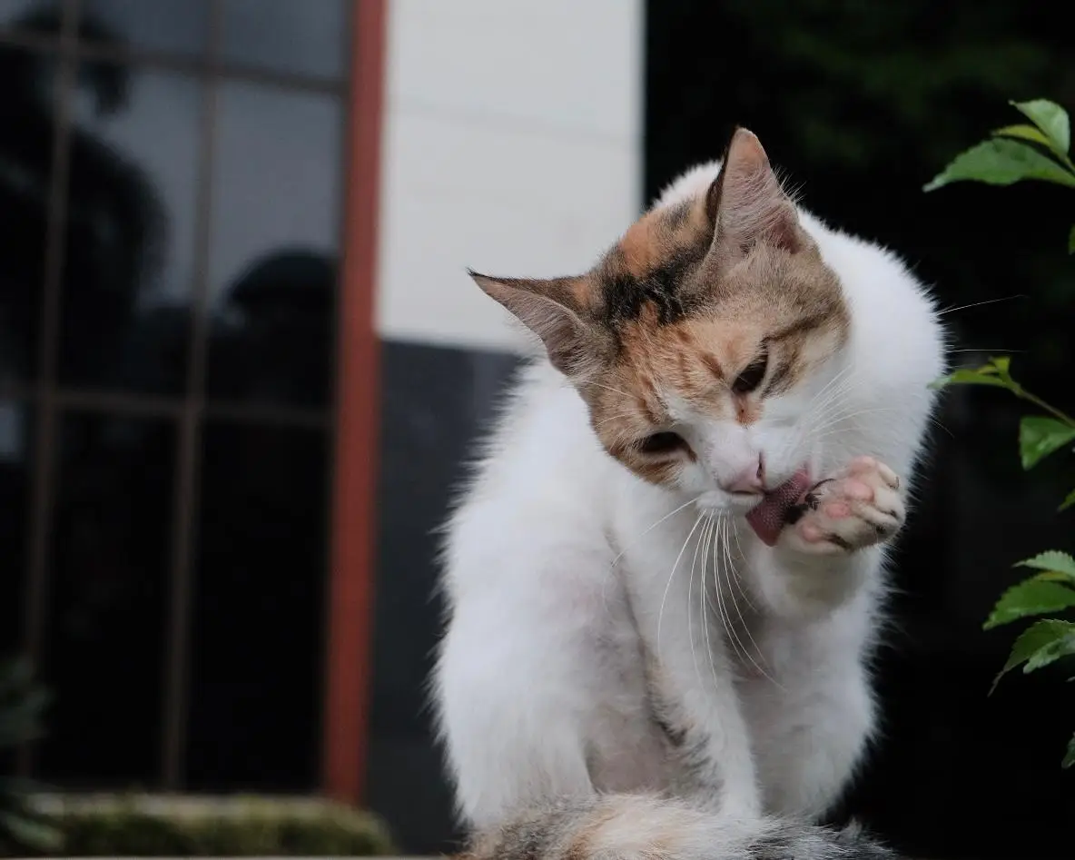 Rayakan HUT RI Bareng Anabul! DKP3 Depok Buka Layanan Steril Gratis Kucing Jantan