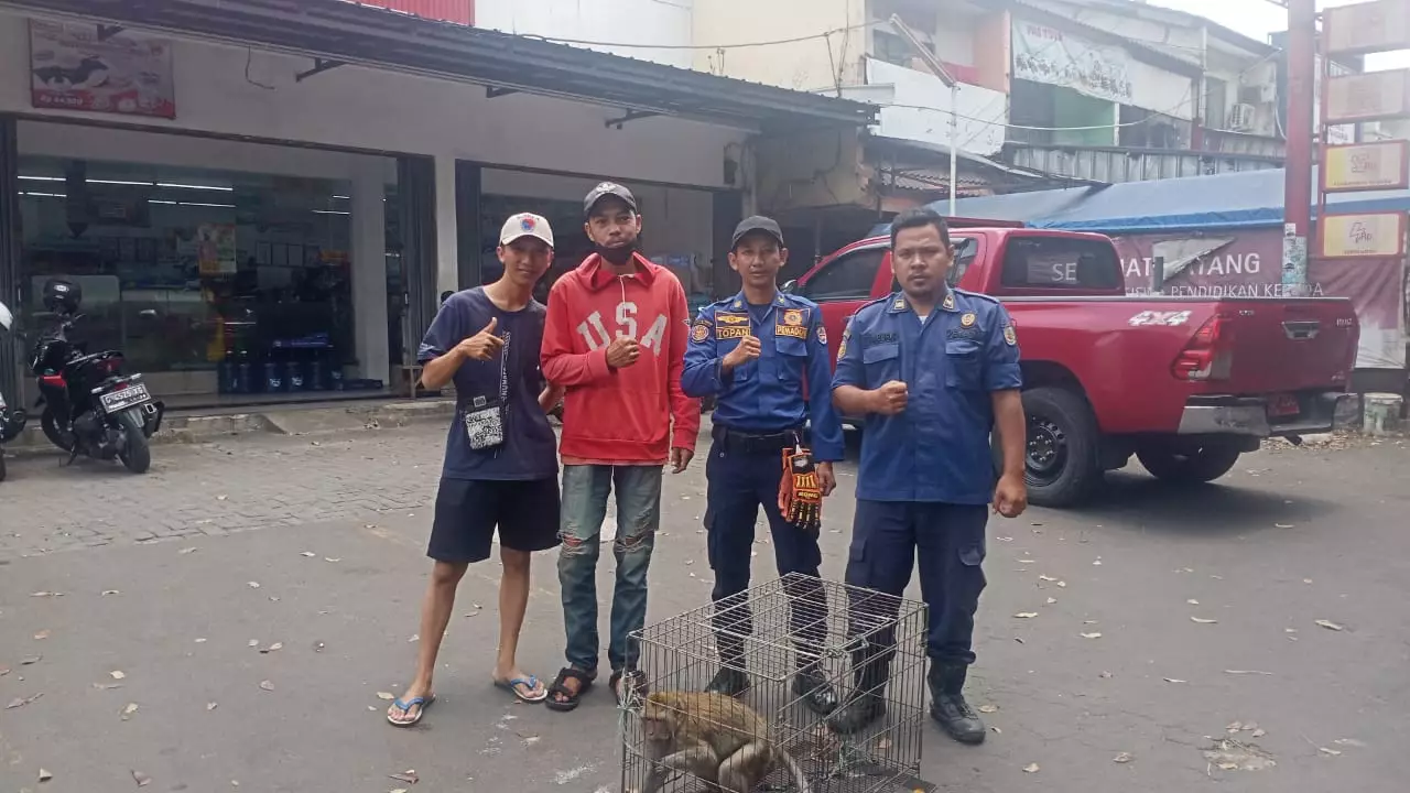 Tidak Butuh Waktu Lama, Damkar Depok Berhasil Evakuasi Monyet Liar di Sukmajaya