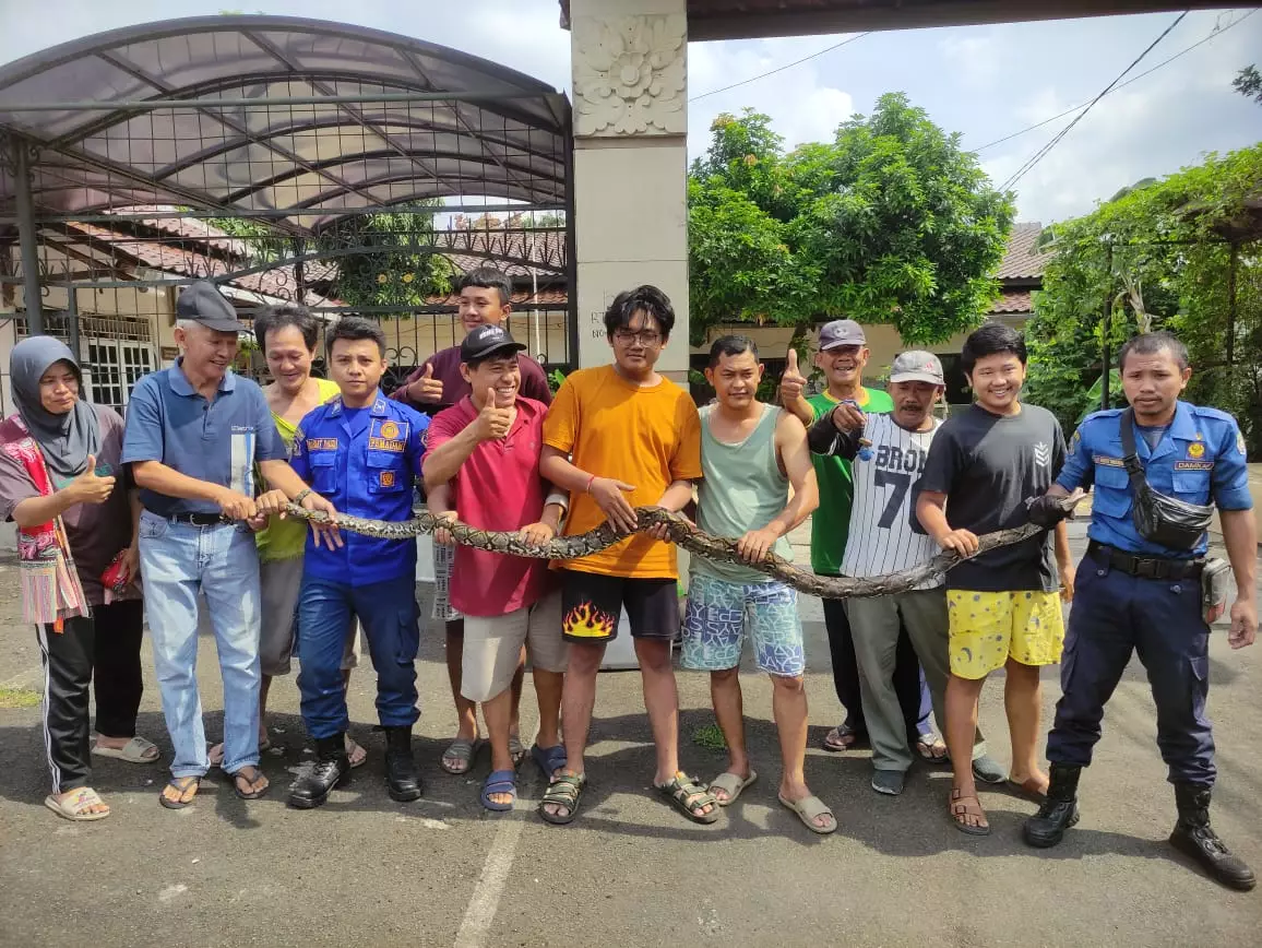 Damkar Depok Sigap Evakuasi Ular Sanca Tiga Meter di Cimanggis