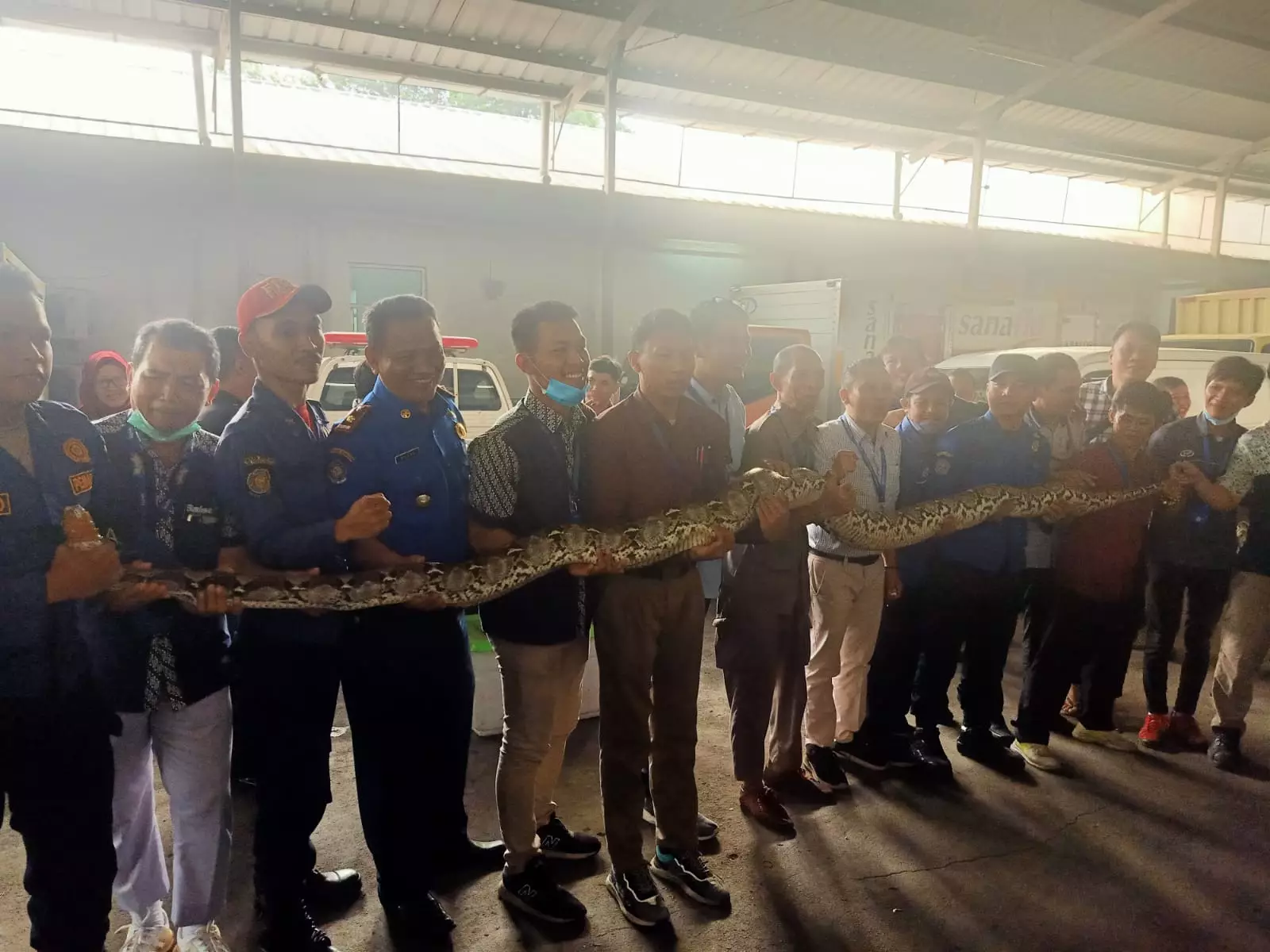 Bikin Resah Warga, Damkar Evakuasi Ular Sanca 4,5 Meter di Curug
