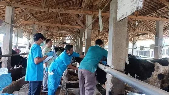 Iduladha 2024, DKP3 Depok Siap Awasi dan Periksa Hewan Kurban