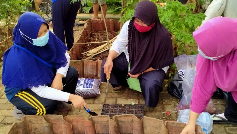 Wujudkan Ketahanan Pangan, KWT Jahe Manis Tanam Sayuran