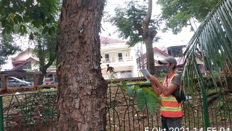 DLHK Data Kondisi Pohon se-Kota Depok