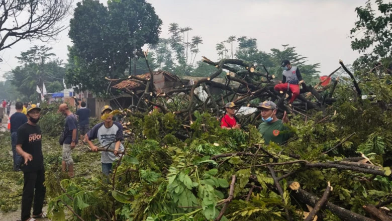 Sejumlah Pohon Tumbang di Duren Seribu Telah Dievakuasi