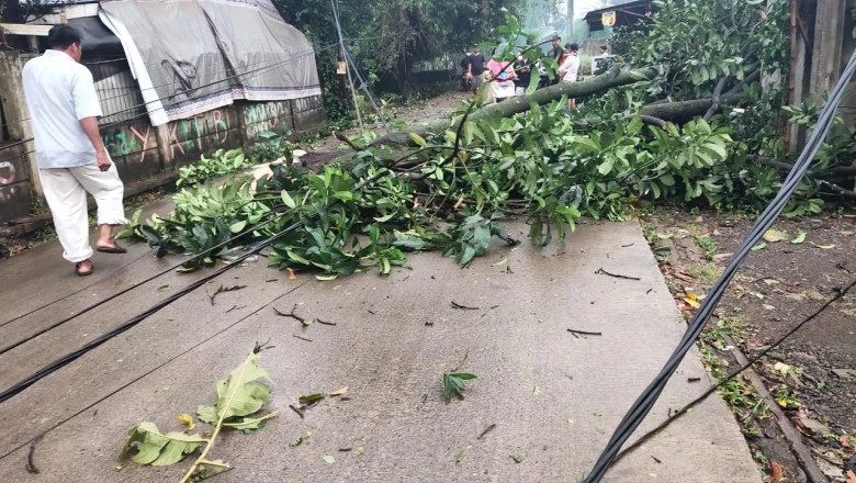 Satgas Pohon Dikerahkan Evakuasi Pohon Tumbang di Duren Seribu