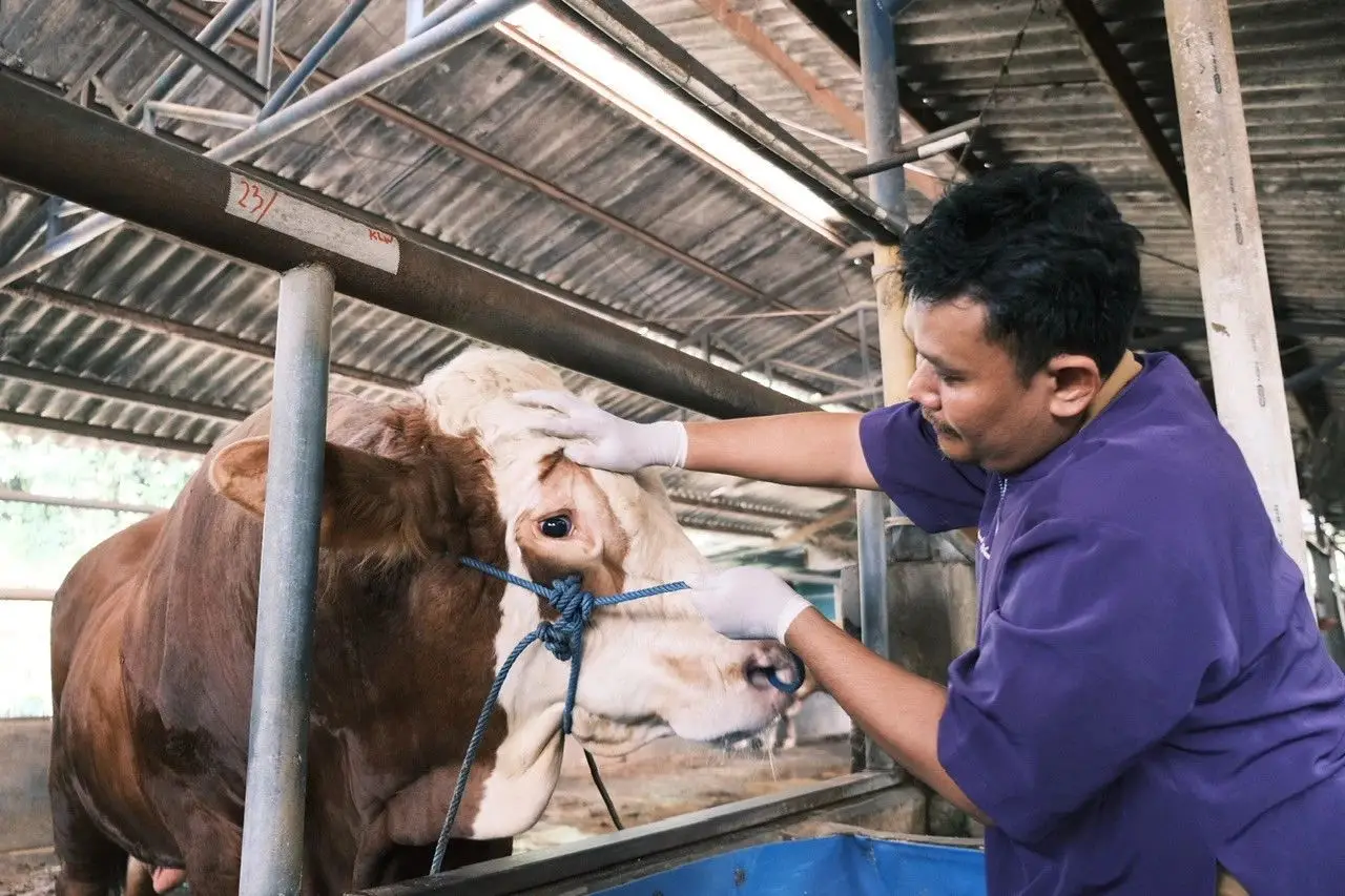 DKP3 Depok Imbau Warga Teliti Pilih Hewan Kurban, Ini Ciri Hewan yang Sehat