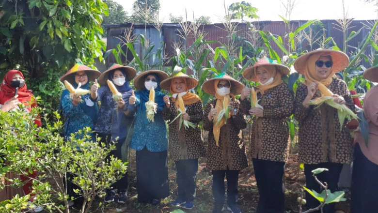 Bunda Elly Optimis KWT Anggrek RW 02 Mampu Raih Hasil Terbaik di Lomba Provinsi