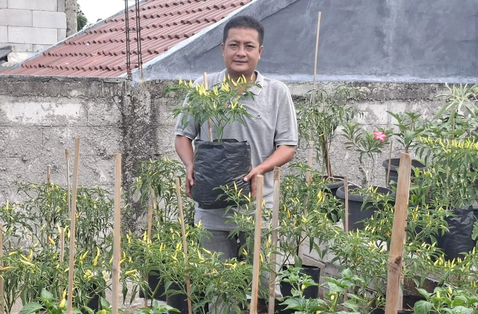 Tak Punya Lahan Luas, Warga Cipayung Depok Panen 3,5 Kg Cabai di Dak Rumah