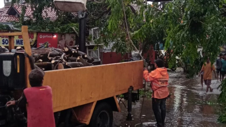 Satgas DLHK Tangani Pohon Tumbang di Tujuh Titik