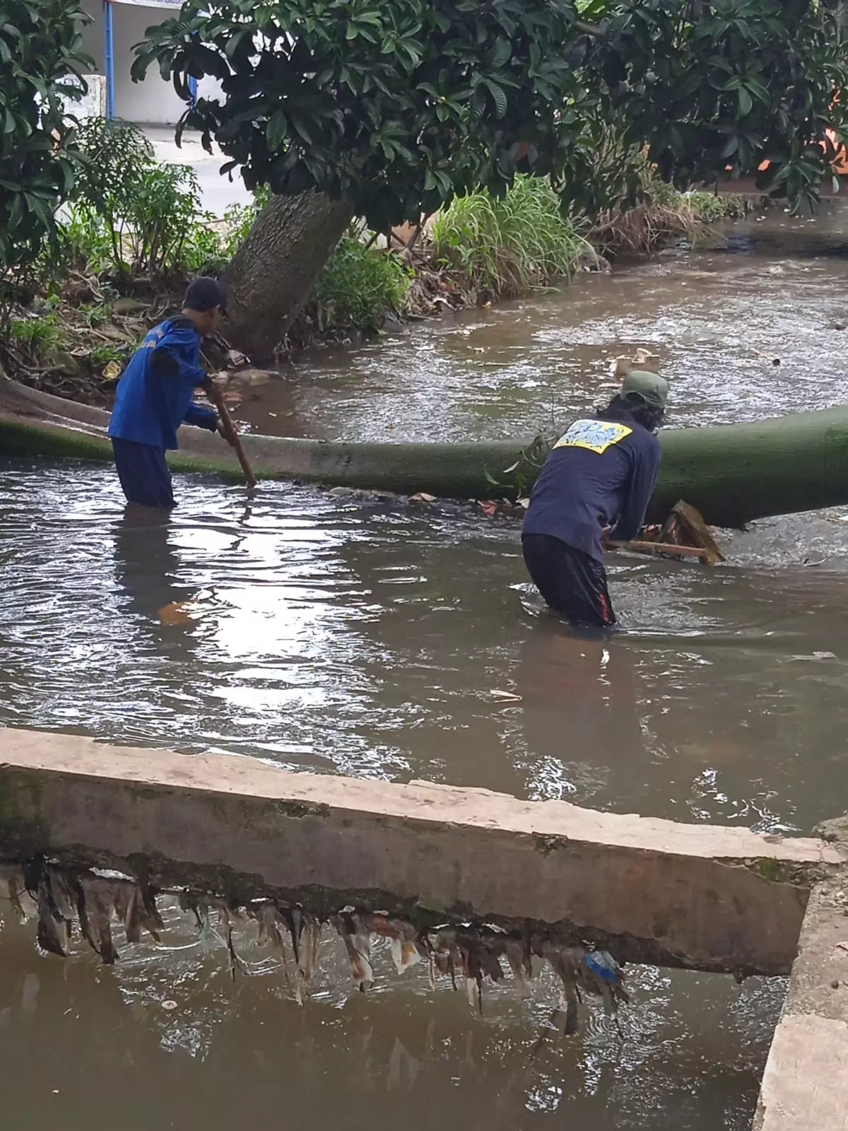 Satgas DPUPR Evakuasi Pohon Tumbang di Kali Cabang Tengah Tanah Baru