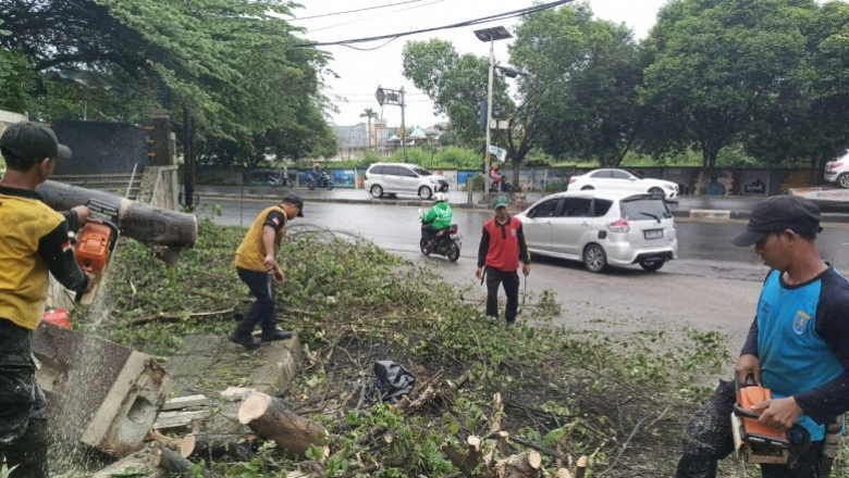 Satgas DLHK Tangani Pohon Tumbang Akibat Angin Kencang di Sejumlah Titik