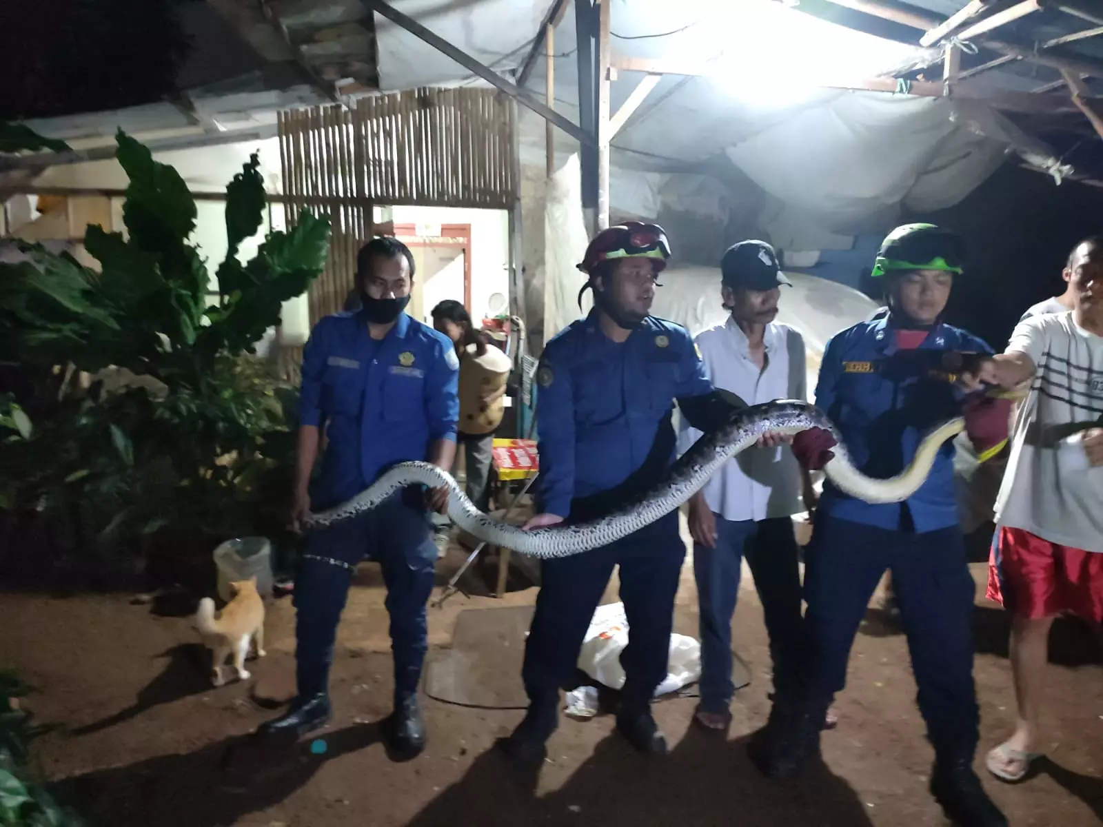 Enam hewan Liar Berhasil Ditangkap Damkar Depok Selama Lima Hari