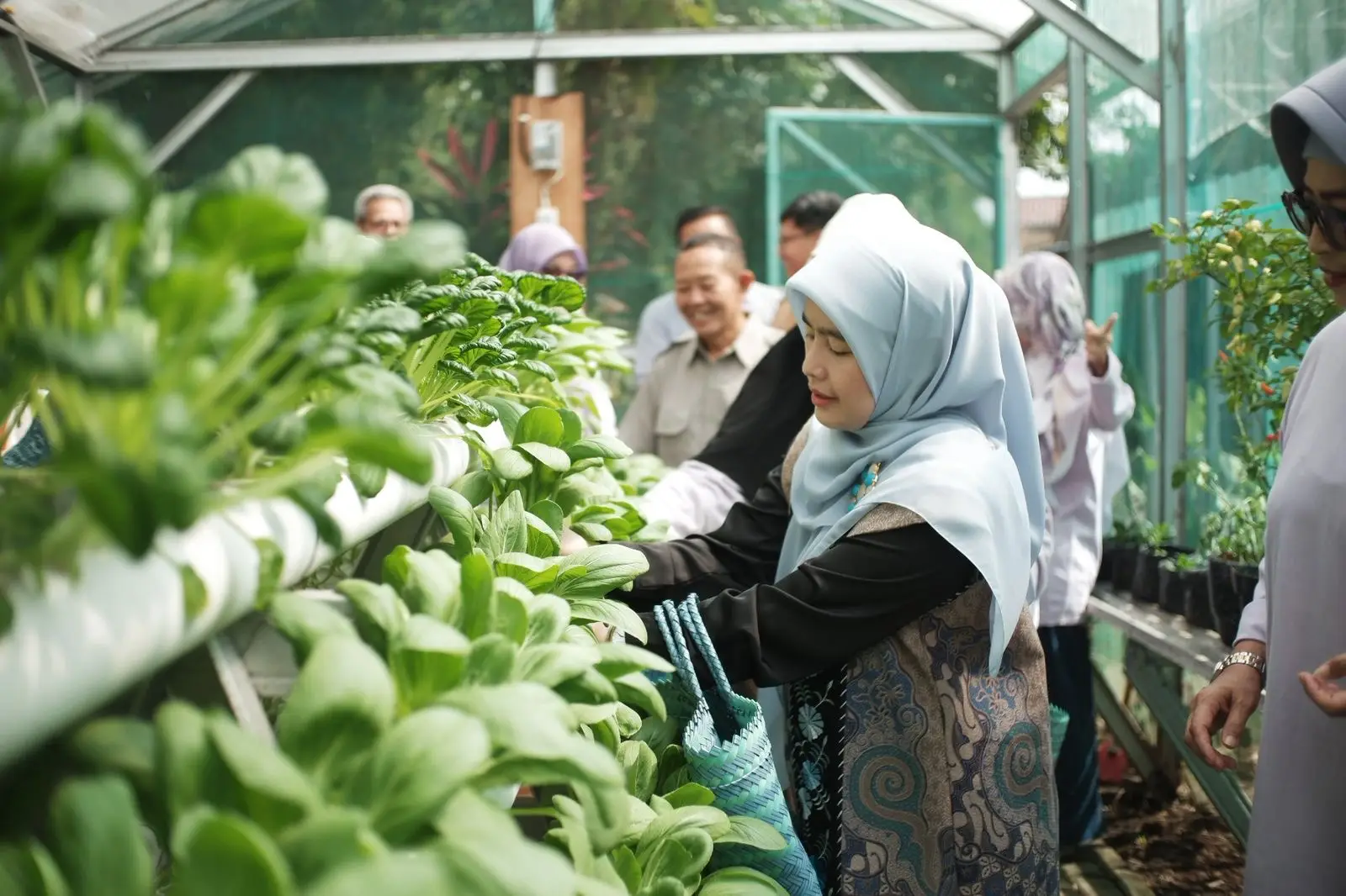 Dukung Pertanian Modern, Cing Ikah Ikut Panen Bersama KWT Mutiara Bersinar