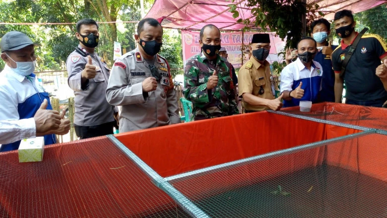 Lahan Bekas TPS di RW 03 Depok Jaya Diubah Jadi Tempat Budidaya Lele