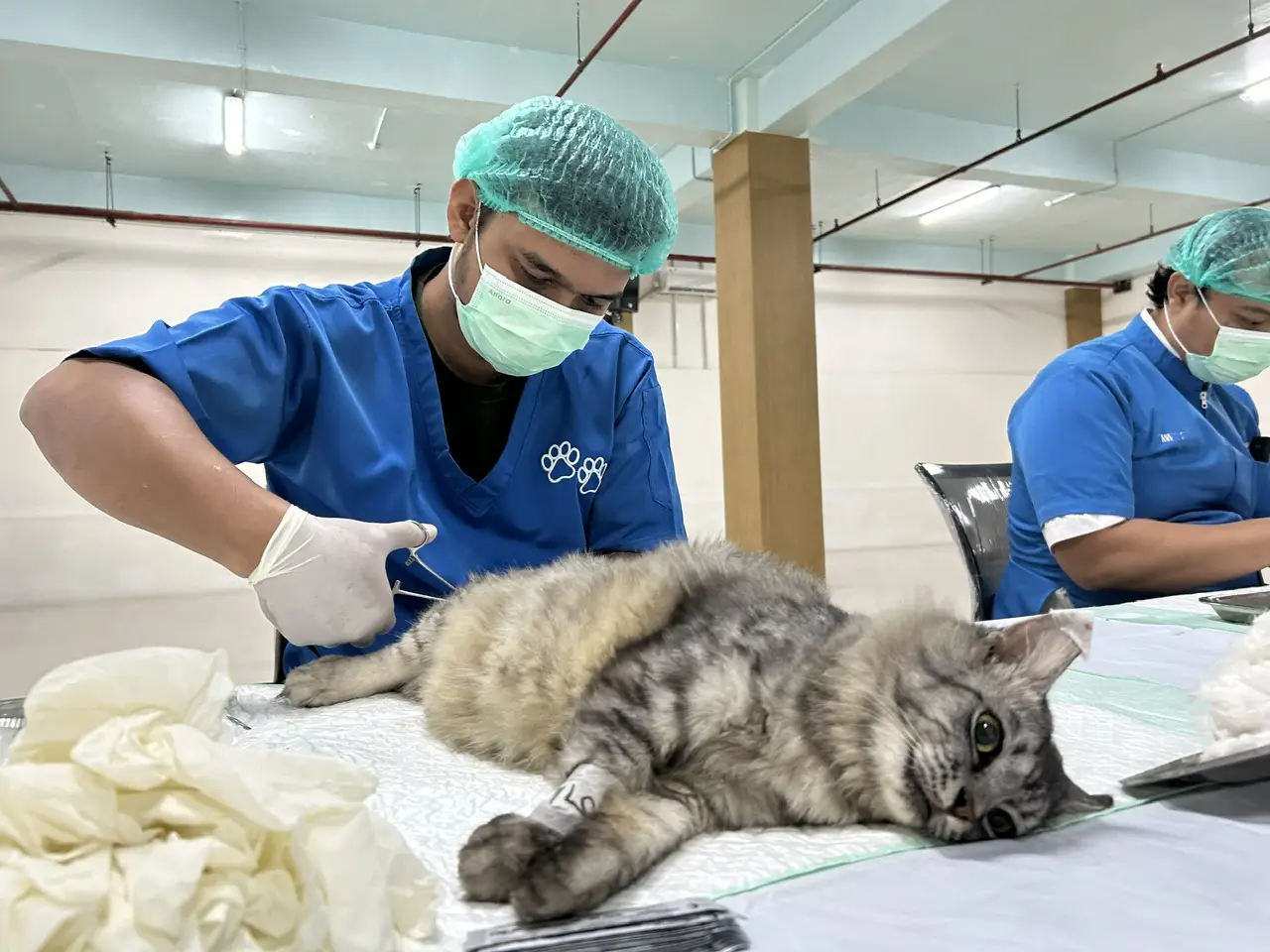 Meriahkan HUT ke-27 Kota Depok, DKP3 Sterilisasi 100 Kucing Jantan Gratis
