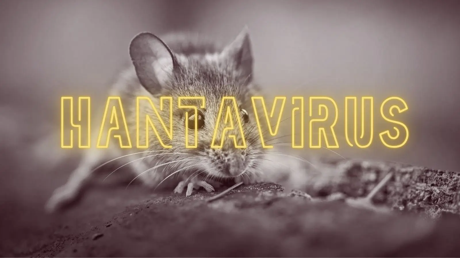 Gejala Hantavirus yang Patut Diwaspadai Termasuk Demam Tinggi hingga Flu