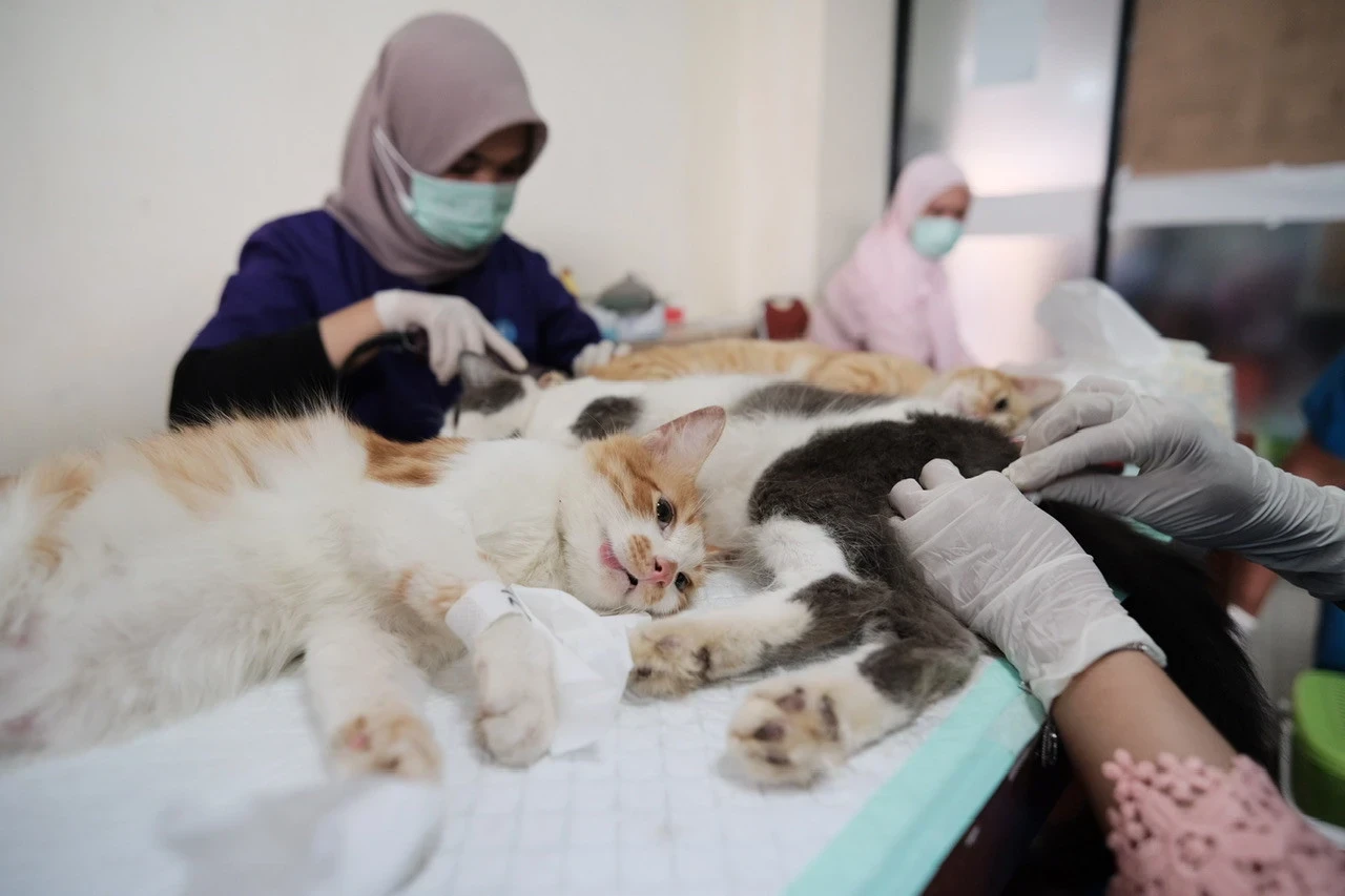 Tips Merawat Kucing Pasca Steril Agar Cepat Pulih dan Sehat, Yuk Pahami