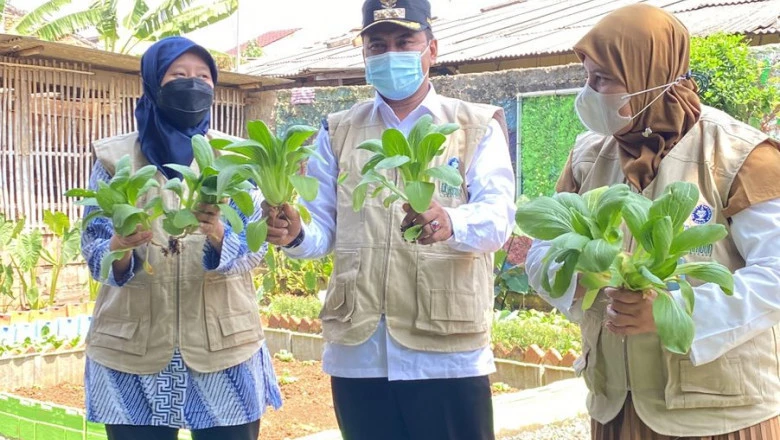 Pekarangan Kasi Madu KWT Khodijah 06 Ratujaya, Kembangkan Urban Farming di Lahan Perkotaan