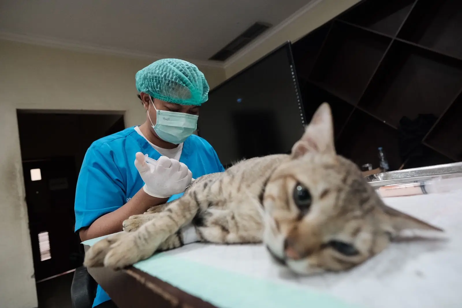 Ingin Sterilisasi Kucing? Simak Cara Perawatan Terbaik Sesudahnya